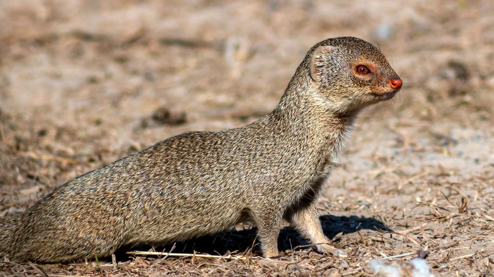 An Indian Mongoose in its natural habitat