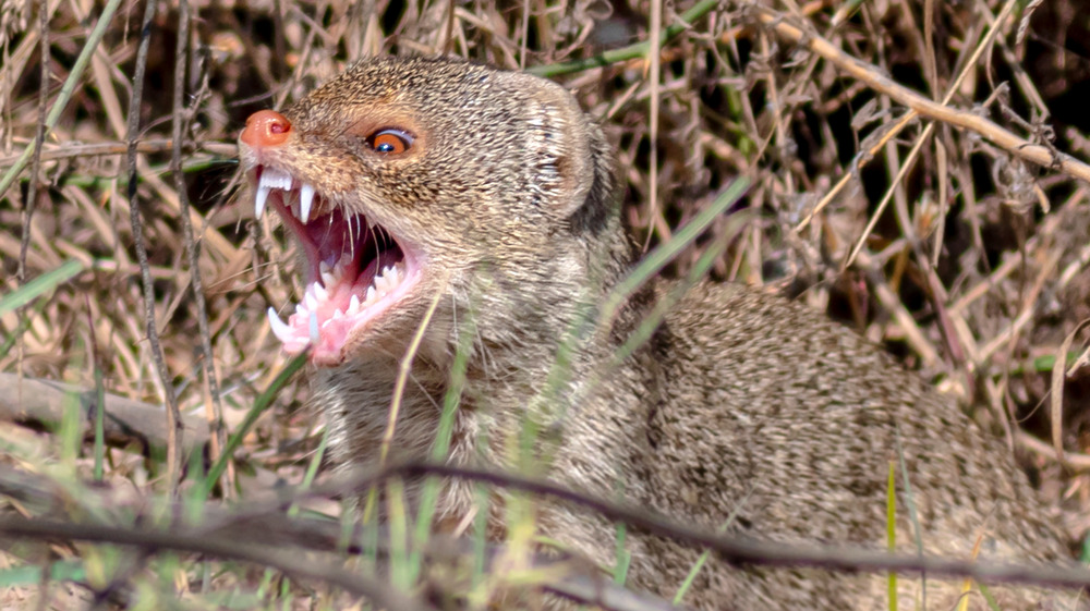 An Indian grey mongoose bares its teeth