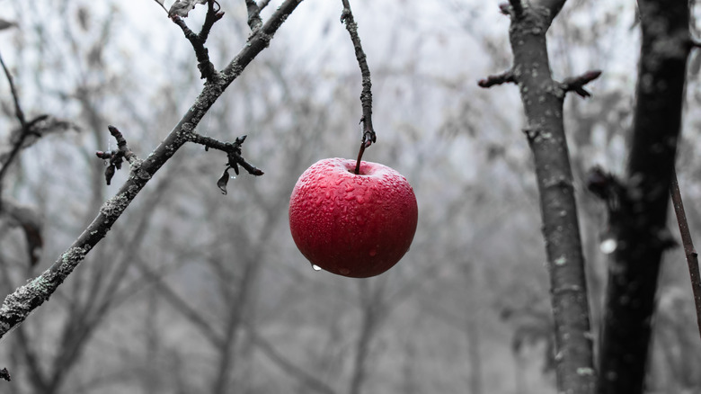 red apple on a tree