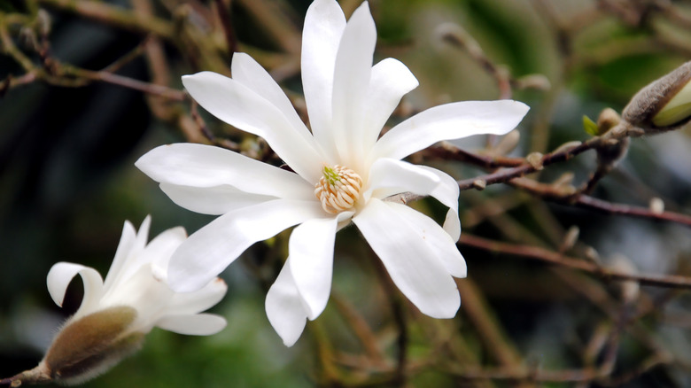 star magnolia endangered tree