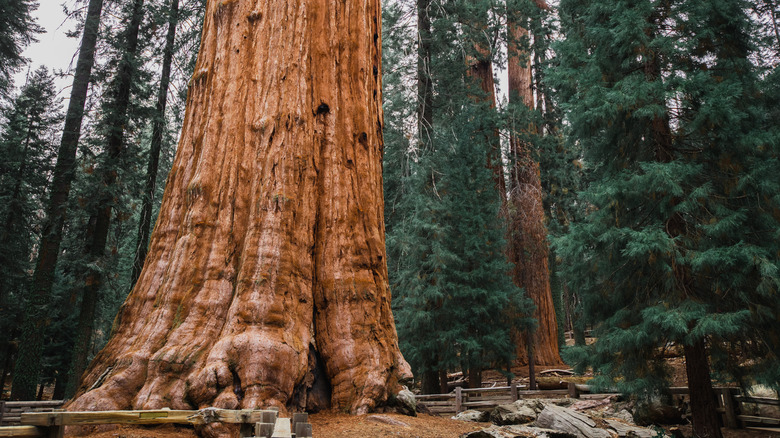 california redwood giant sequoia