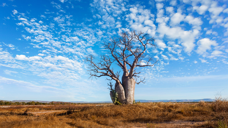 baobab standing alone