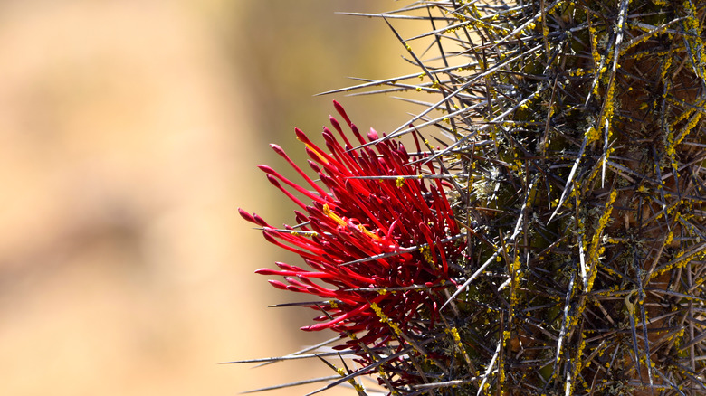 cacti endangered plants