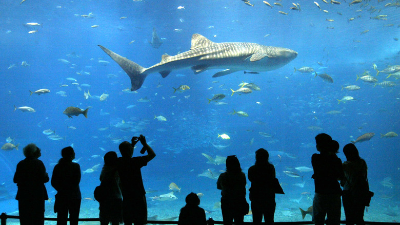 people watching shark in aquarium