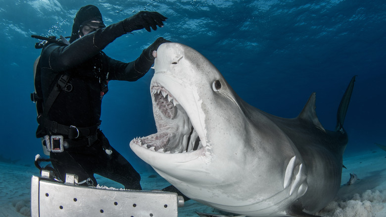 diver touching tiger shark snout