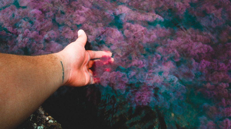Hand dipping in Caño Cristales  