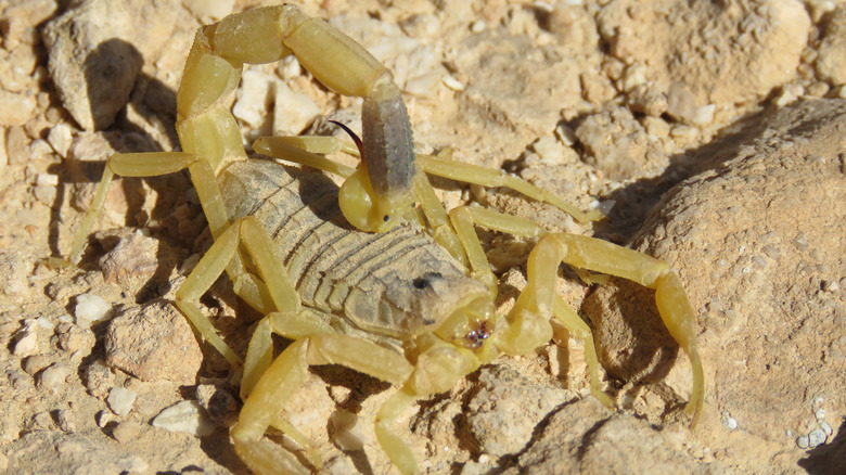 the deathstalker scorpion