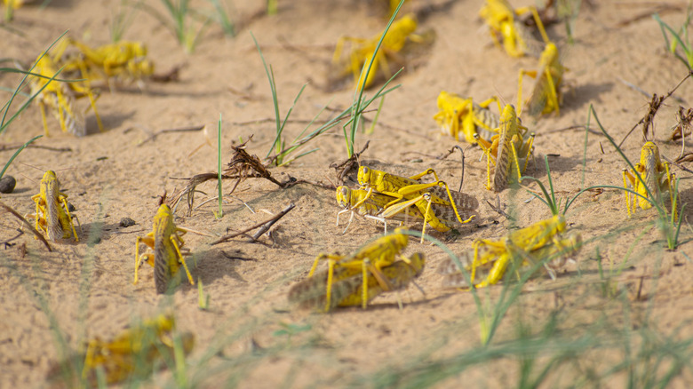 Locusts on ground