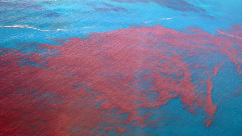 Red tide Atlantic Ocean