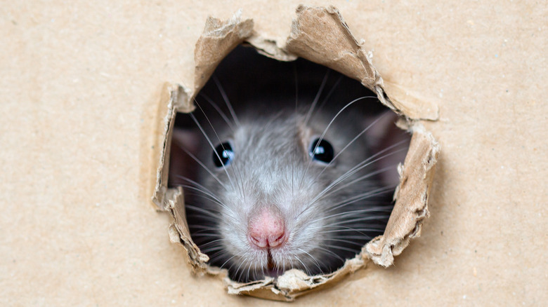 A rat looking through a hole