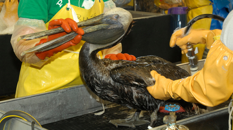 people cleaning oil soaked pelican